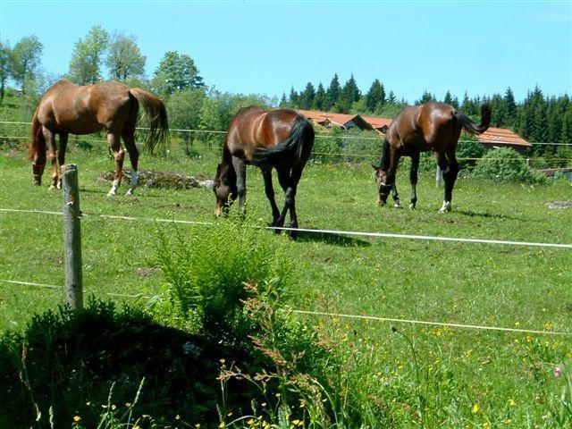 Ferienhaus Mitterdorf Mitterfirmiansreut Zewnętrze zdjęcie